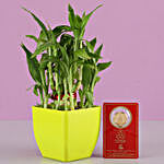 Lucky Bamboo With Free Gold Plated Coin