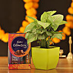 Syngonium Plant & Cadbury Celebrations Box