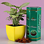 Syngonium Plant & Raisins