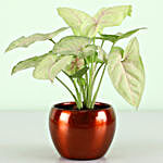 Syngonium Plant & Free Gold Plated Coin
