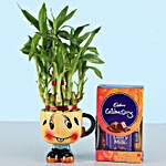 Cadbury Celebrations & 2 Layer Lucky Bamboo Plant