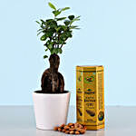 Ficus Ginseng & Roasted Almonds