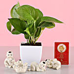 Free Gold Plated Coin Money Plant Combo