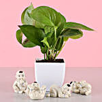 Free Gold Plated Coin Money Plant Combo