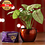 Syngonium Plant & Chocolate Burfi