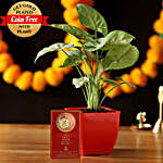 Syngonium Plant & Free Gold Plated Coin Combo