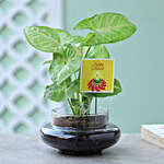 Syngonium Plant Terrarium For Diwali
