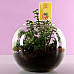 Jade Plant Terrarium For Diwali