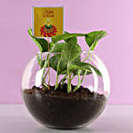 Money Plant Terrarium For Diwali