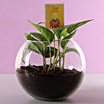 Money Plant Terrarium For Diwali