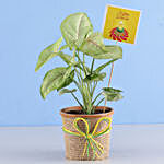 Syngonium Plant For Diwali