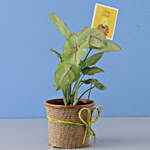 Syngonium Plant For Diwali