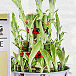 3 Layer Lucky Bamboo & Lindt Chocolate