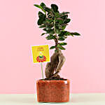 Ficus Ginseng Plant In Heart Shaped Pot