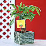 Pachira Bonsai Plant In Green Ceramic Pot