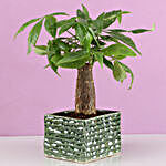 Pachira Bonsai Plant In Green Ceramic Pot