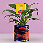 Peace Lily Plant In Pink & Blue Pot