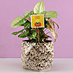 Syngonium Plants For Diwali