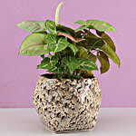 Syngonium Plants For Diwali
