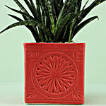 Sanseveria Makado In Ceramic Red Matte Finish Iris Pot