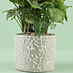 Syngonium Plant In Ceramic Teardrop Cylinder Pot