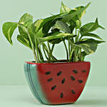 Golden King Money Plant In Ceramic Watermelon Slice Pot
