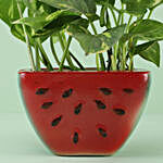 Golden King Money Plant In Ceramic Watermelon Slice Pot