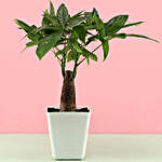 Pachira Bonsai Plant In White Pot