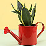MILT Sansevieria In Watering Can Pot