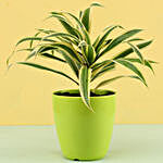 Song Of India Plant In Green Pot