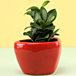 Ficus Compacta In Red Heart Shaped Pot