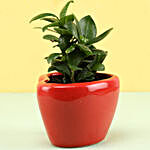 Ficus Compacta In Red Heart Shaped Pot