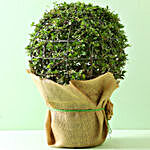 Ball Shaped Carmona Bonsai Plant