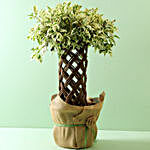 Ficus Crache Starlight Bonsai Plant