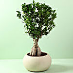 Ficus Microcarpa Bonsai in Fiber Pot
