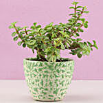 Jade Plant In Abstract Print Green Pot