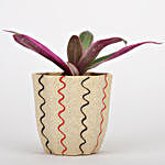 Roheo Plant In Artistic Ceramic Plant