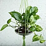 Thriving Money Plant Terrarium