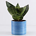 Sansevieria Hahnii In Blue Pipe Pot