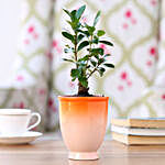 Ficus Bonsai Plant in Orange Ombre Venetian Vase