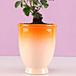 Ficus Bonsai Plant in Orange Ombre Venetian Vase