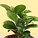 Ficus Compacta Plant in Brick Red Ombre Novelty Pot
