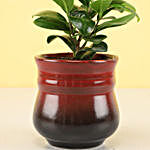 Ficus Compacta Plant in Brick Red Ombre Novelty Pot
