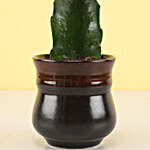 Moon Cactus Plant in Brick Red Ombre Novelty Pot