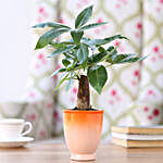 Pachira Bonsai Plant in Orange Ombre Venetian Vase