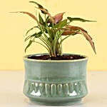 Pink Syngonium Plant in Sandy Green Merin Pot