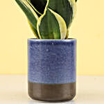 Sansavaria Hahnii Jade Marginata Plant in Indigo Blue Irish Tumbler