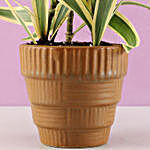 Song of India Plant in Haiti Mocha Brown Pot