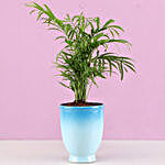 Chamaedorea Plant in Blue Ombre Venetian Vase