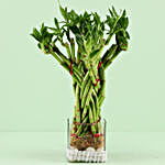 20 Bamboo Stalks Flower Cage Bamboo In Square Vase